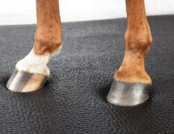 HIT Lit pour chevaux Comfort 2.0 1,8m x 2,4m, fret inclus en Allemagne