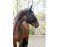KERBL Masque anti-mouches-Poney