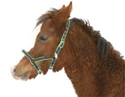 KERBL Licol exclusif pour poulain / mini setty réglable 3 positions vert