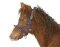 KERBL Licol exclusif pour poulain / mini setty réglable 3 positions vert