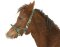 KERBL Licol exclusif pour poulain / mini setty réglable 3 positions vert