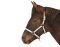 KERBL Licol exclusif pour poulain / mini setty réglable 3 positions vert
