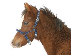 KERBL Licol exclusif pour poulain / mini settery...