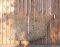 CG Filet à foin L - 1,5M x 1M - couleur chanvre - pour env. 12 kg - MW 45 mm