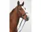 STARBRIDLE Loriginal cuir marron demi-sang avec gourmette