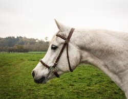 STARBRIDLE complet avec têtière poney noir