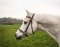 STARBRIDLE complet avec têtière poney noir