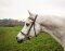 STARBRIDLE Serre-tête noble sans muserolle poney London