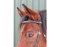 CG HEUNETZE Bandeau Starbridle taille pur-sang noir