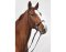 CG HEUNETZE Bandeau Starbridle taille pur-sang noir