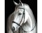 BITLESS BRIDLE cuir WB noisette
