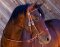 Bride sans mors WESTERN DELUX avec rivets antiques