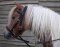 BITLESS BRIDLE nylon petit marron