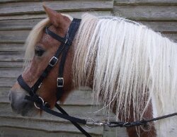 BITLESS BRIDLE Nylon Small noir