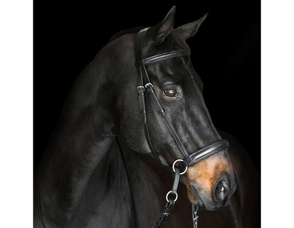 BITLESS BRIDLE Dr. R. Cook Premium cob marron