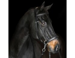 BITLESS BRIDLE Dr. R. Cook Premium cob marron