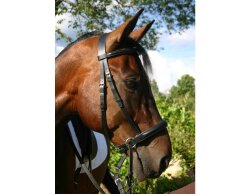 BITLESS BRIDLE Dr. R. Cook Premium cob marron