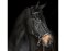 BITLESS BRIDLE Dr. R. Cook Premium cob marron