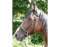 BITLESS BRIDLE Dr. R. Cook Premium cob marron