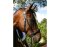 BITLESS BRIDLE Dr. R. Cook Premium cob marron