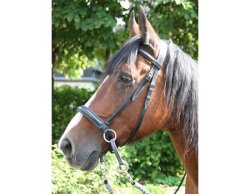 BITLESS BRIDLE Dr. R. Cook Premium Full marron