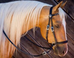 BITLESS BRIDLE Western Style natural Full