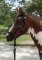 BITLESS BRIDLE Western Style black Extra Full